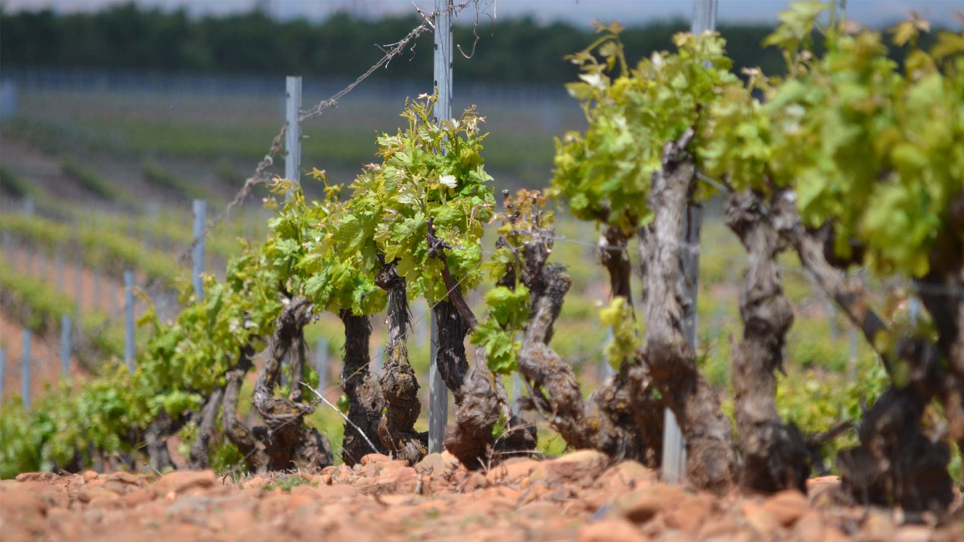 vinedos-parras